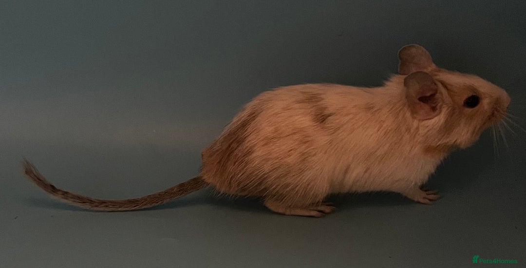 Degus rodents for sale: Baby degus - Advert 8