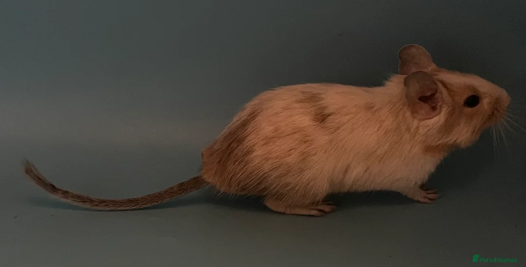 Degus rodents for sale: Baby degus - Advert 11