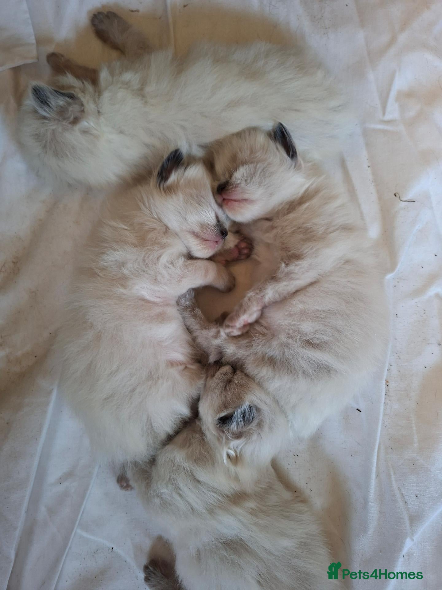 Ragdoll cats PEDIGREE RAGDOLL KITTENS - Advert 1