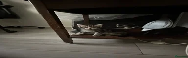 Domestic Shorthair 3
