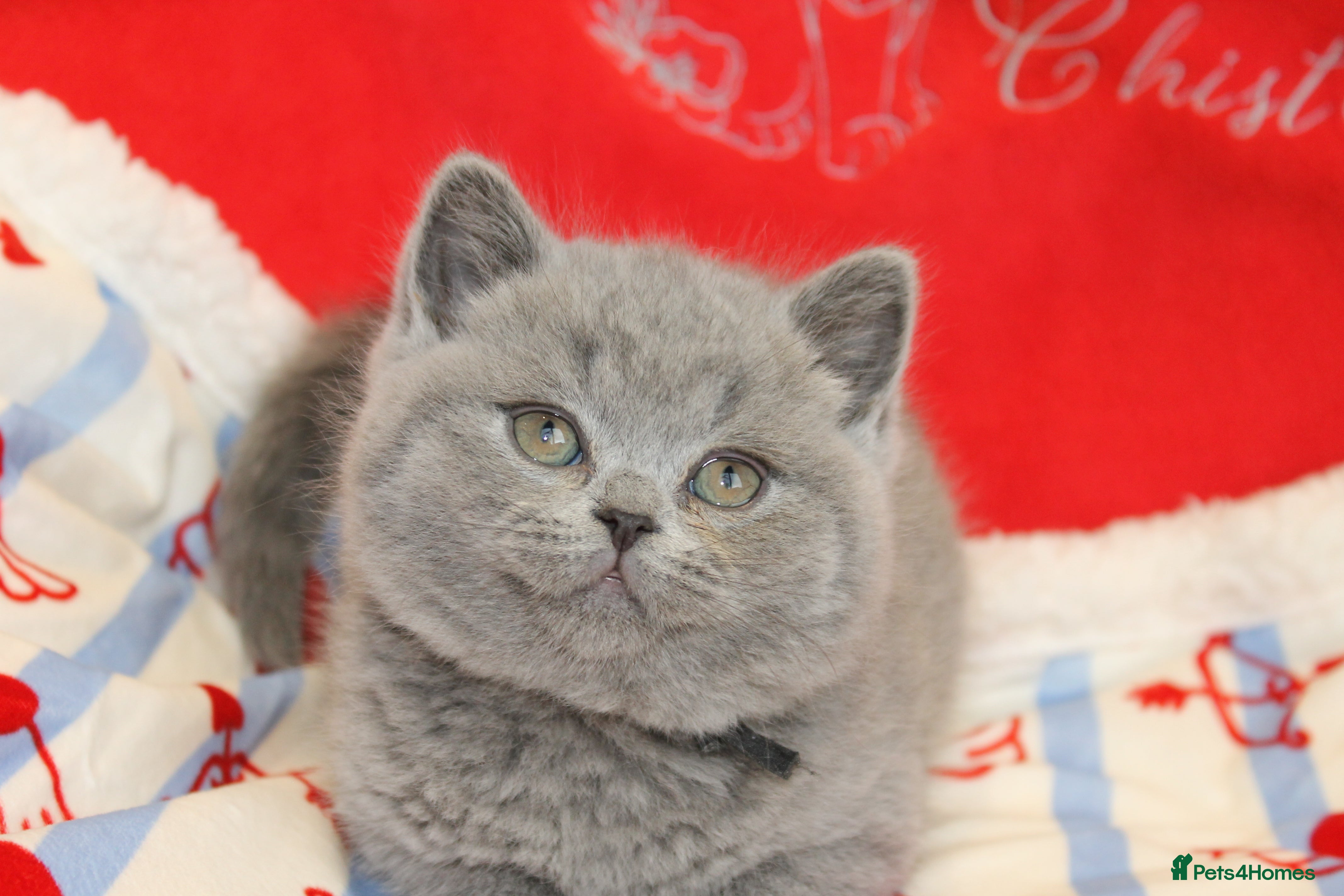 British Shorthair Kitten 4
