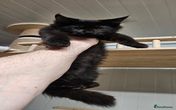 Maine Coon cats for sale: Tica registered maine coon giants kittens £1300 - Image 16