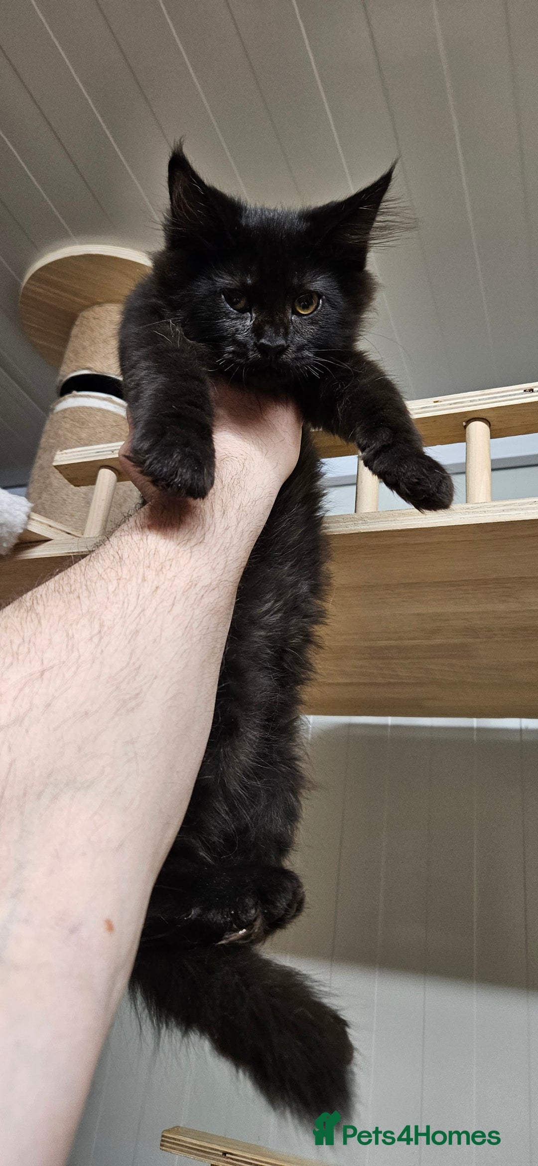 Maine Coon cats for sale: Tica registered maine coon giants kittens £1300 - Image 16