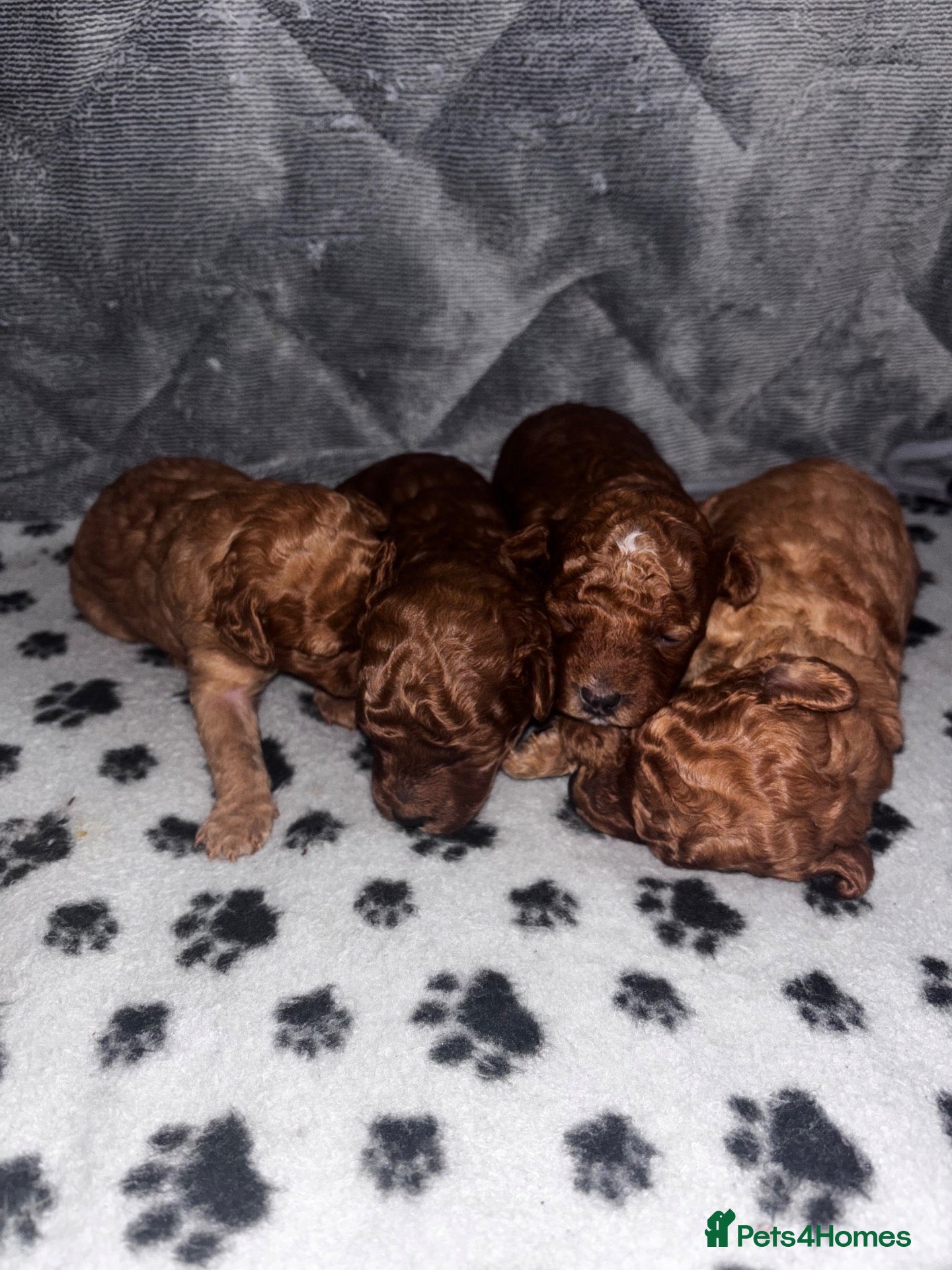 Cockapoo dogs ❤️TOY DEEP RED COCKAPOOS❤️ - Advert 11