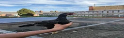 Mixed Breed poultry for sale: BrazillianXGerman O shamo - Advert 7