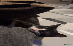 Domestic Shorthair cats for sale: Milo 4 month old kitten  - Image 2
