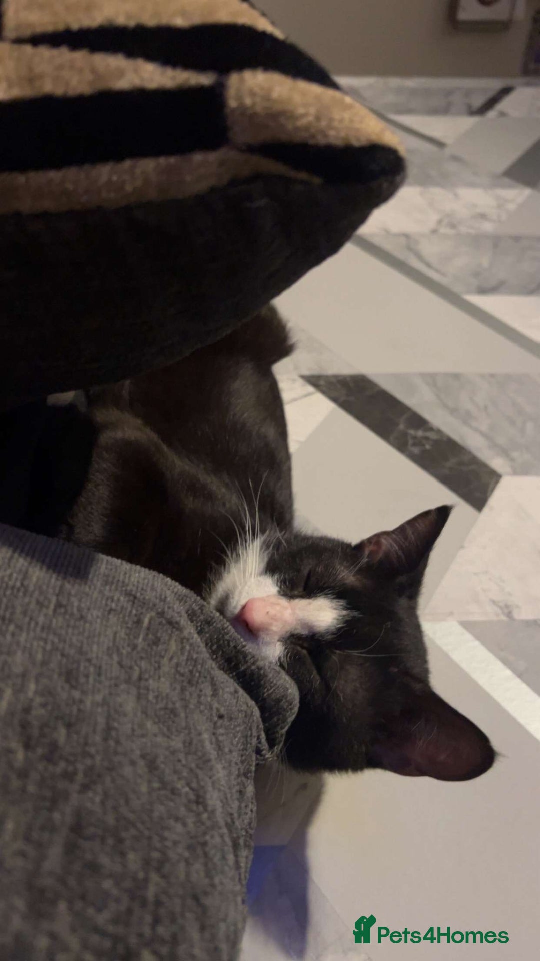 Domestic Shorthair cats for sale: Milo 4 month old kitten  - Image 2