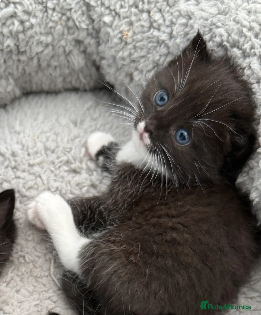 Mixed Breed cats for sale: Ragdoll mixed kittens  - Advert 4