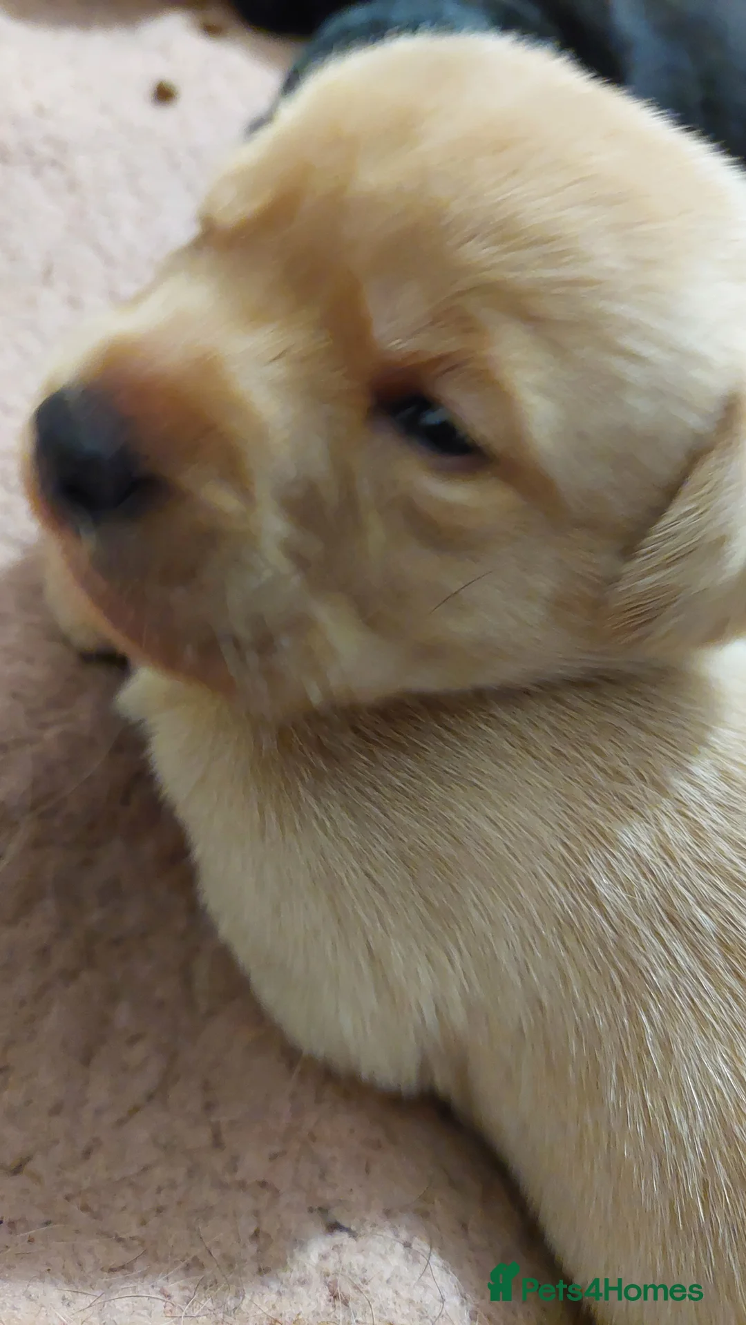 Labrador Retriever dogs for sale: Pedigree labrador puppies for sale  - Advert 18