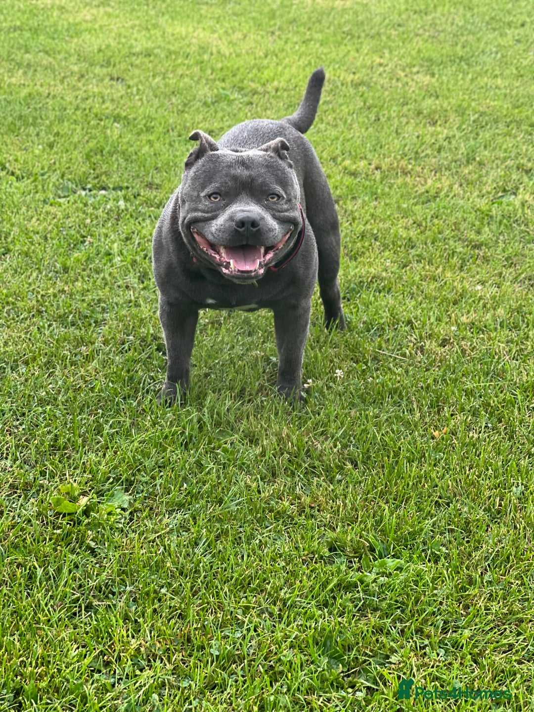 Staffordshire Bull Terrier dogs for stud: Proven KC Blue Boy For Stud in Whitley Bay - Advert 2