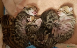 Bengal cats for sale: Bengal kittens  - Image 3