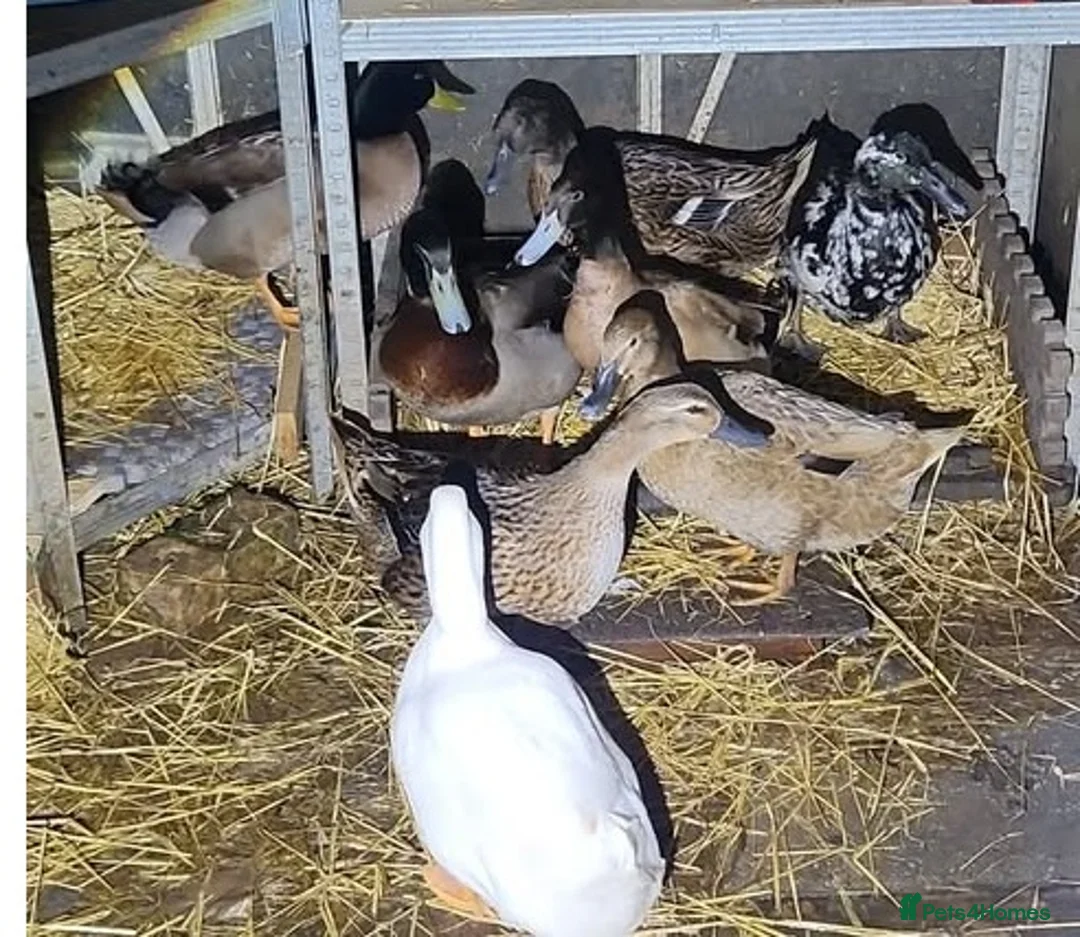 Ducks poultry for sale: pet ducks in Scunthorpe - Advert 1