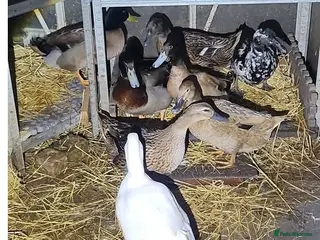 Ducks poultry pet ducks in Scunthorpe - Advert 2