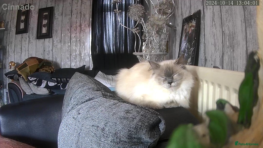 Ragdoll cats for sale: Ragdoll kittens  - Image 32