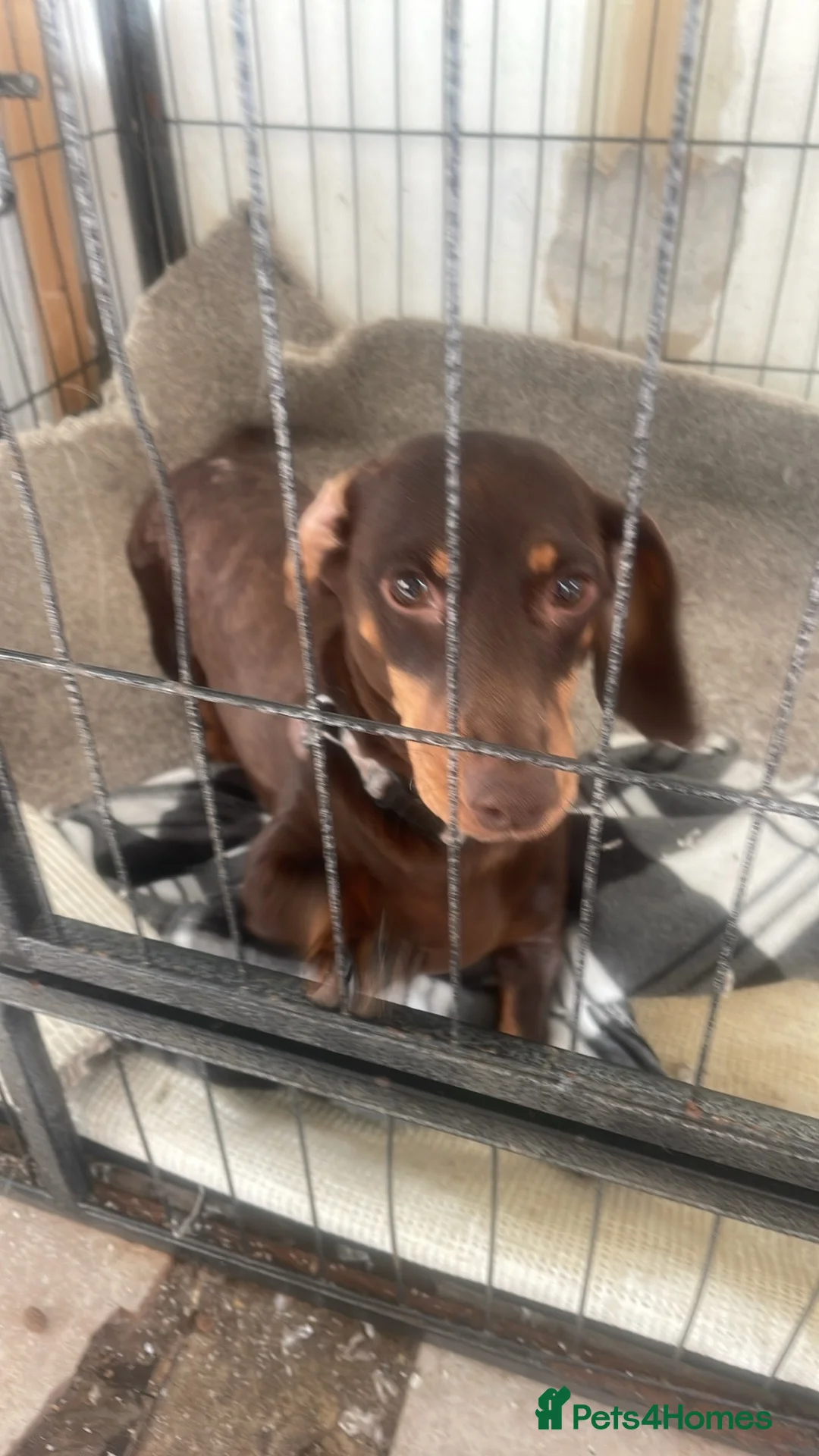 Dachshund dogs for sale: Miniature dachshunds  - Advert 1