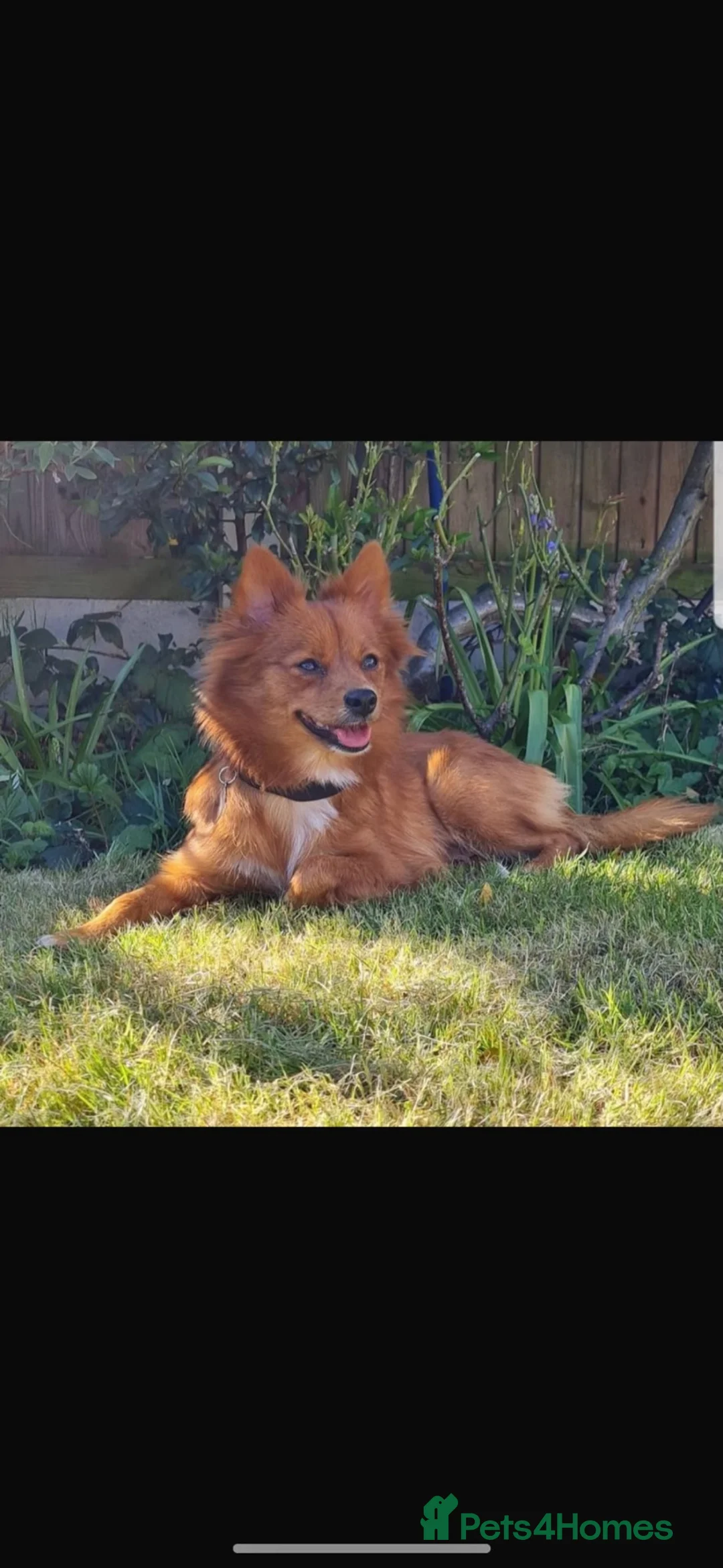 Pomeranian dogs for sale: Beautiful Pomeranian  - Advert 3