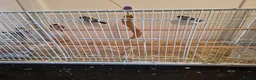 Finches birds for sale: Goldfinches  in Ferryhill - Advert 1
