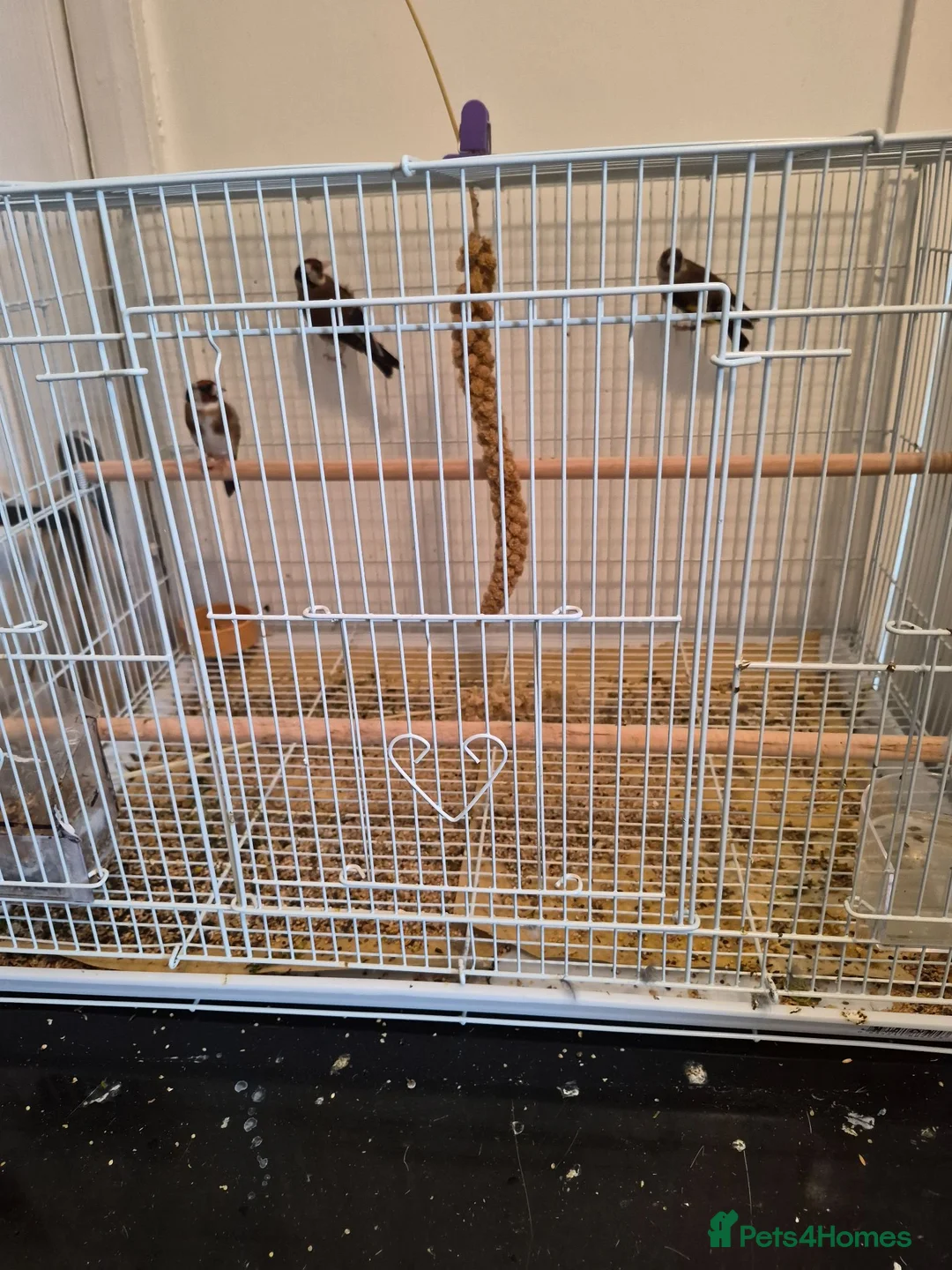 Finches birds for sale: Goldfinches  in Ferryhill - Advert 1