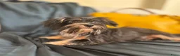 Yorkshire Terrier dogs for sale: Adorable Yorkie Puppies (carriers of Choco gene) - Advert 10