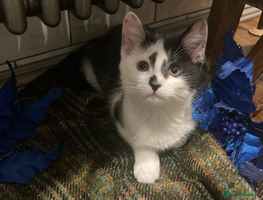 Turkish Van cats for sale: Gorgeous Turkish Van Kittens - Advert 21