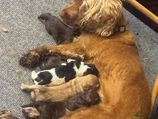 Cockapoo dogs F1 Cockapoo puppies - Advert 1