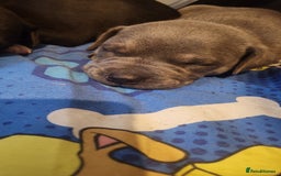 Staffordshire Bull Terrier dogs for sale: Last to males  - Image 6