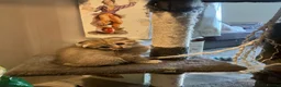 Scottish Fold cats for sale: Scottish fold and straight kittens - Advert 22