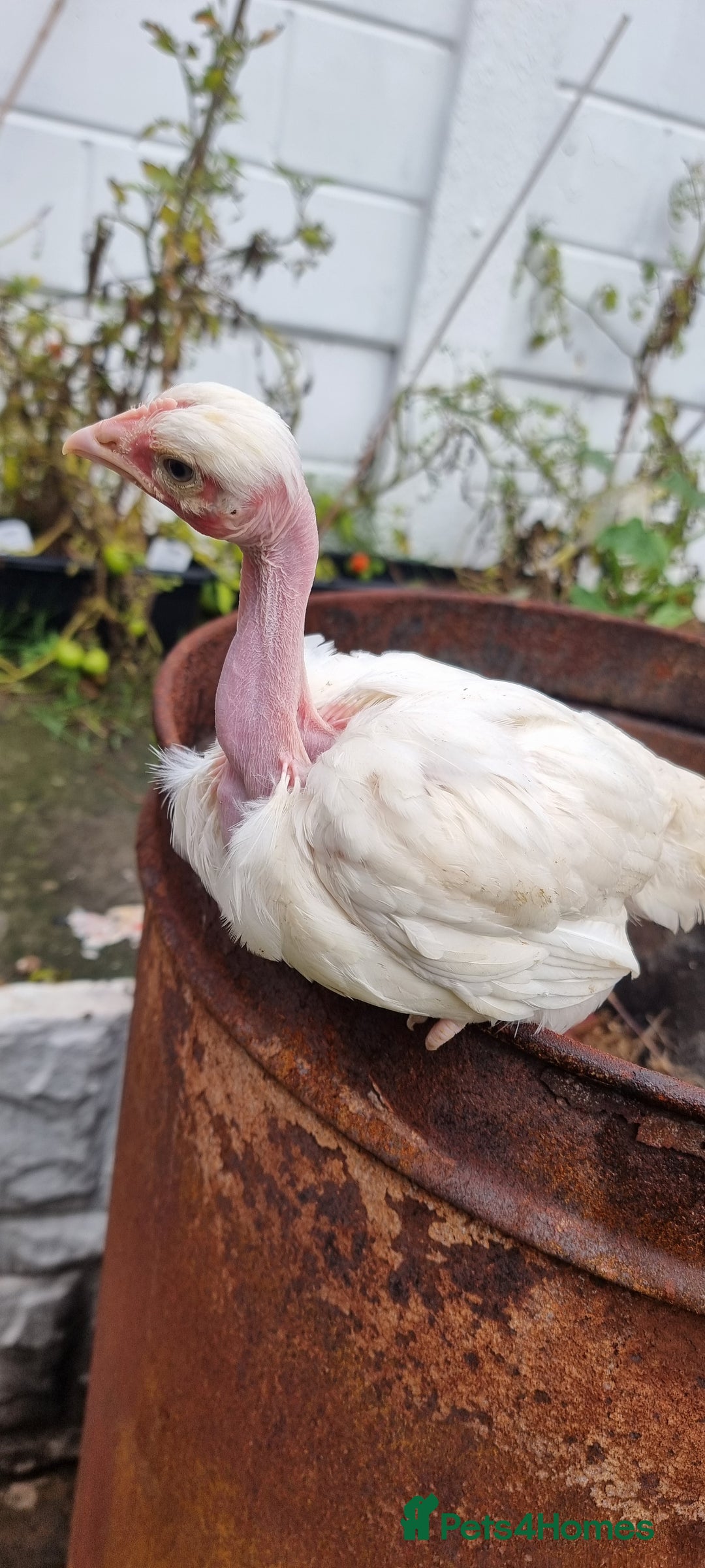 Chickens poultry for sale: Transylvanian Naked Neck Chicks - Image 33