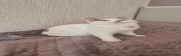 Munchkin cats for sale: Beautiful long legs Munchkin×BSH kittens  - Advert 25