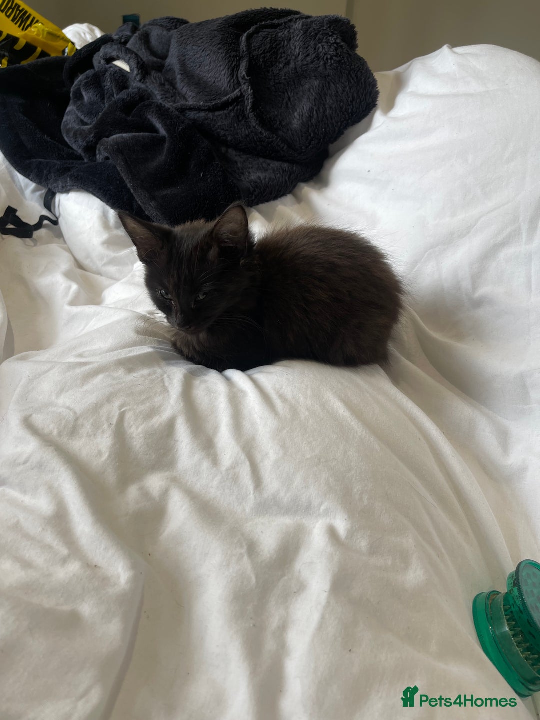 York Chocolate cats for sale: Tonka Bean  - Advert 3