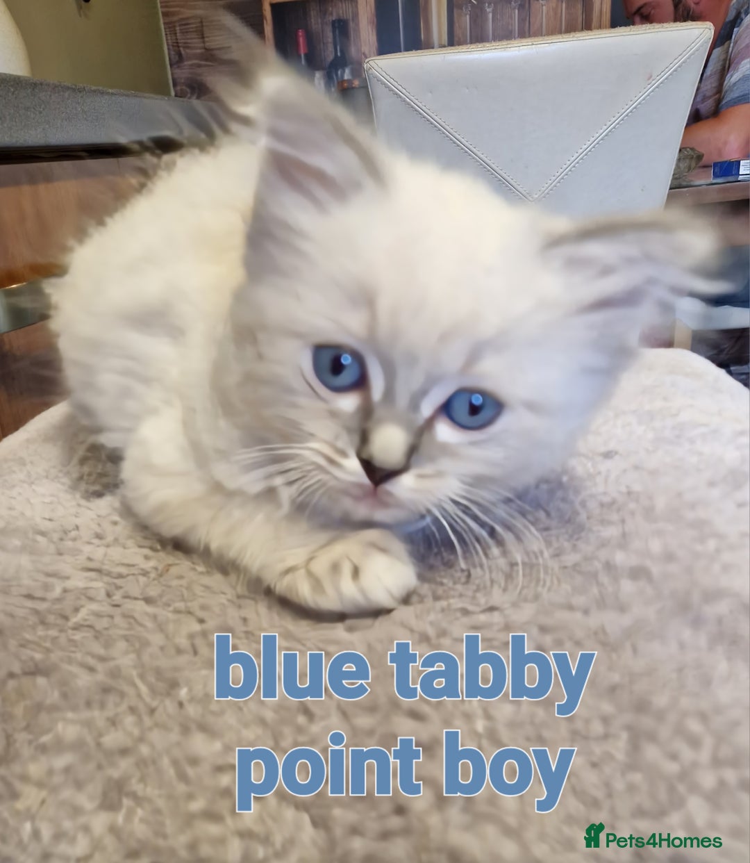 Ragdoll cats for stud: *STUD* GCCF & TICA REGISTERED ACTIVE BLUEPOINT BOY in Oldham - Image 14