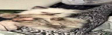 Ragdoll 2