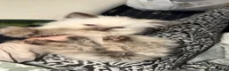 Ragdoll cats for sale: Ragdoll kittens  - Advert 3