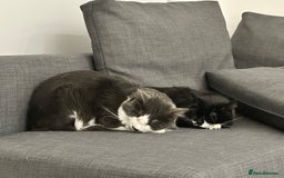 Turkish Angora cats for sale: URGENT🚨 2 Brothers looking for a loving home!! - Image 2