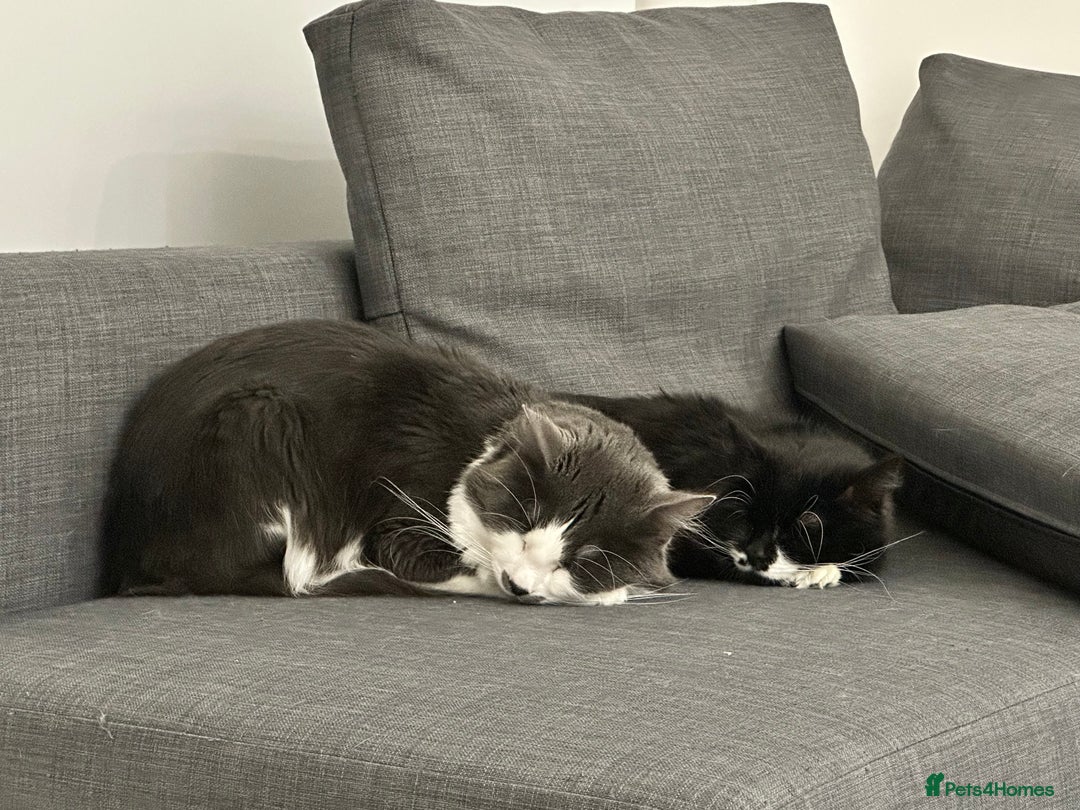 Turkish Angora cats for sale: URGENT🚨 2 Brothers looking for a loving home!! - Image 2
