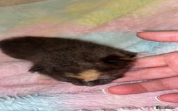 Mixed Breed cats for sale: Beautiful unique litter of 5 🩵💜🩵💜🩵 - Image 2