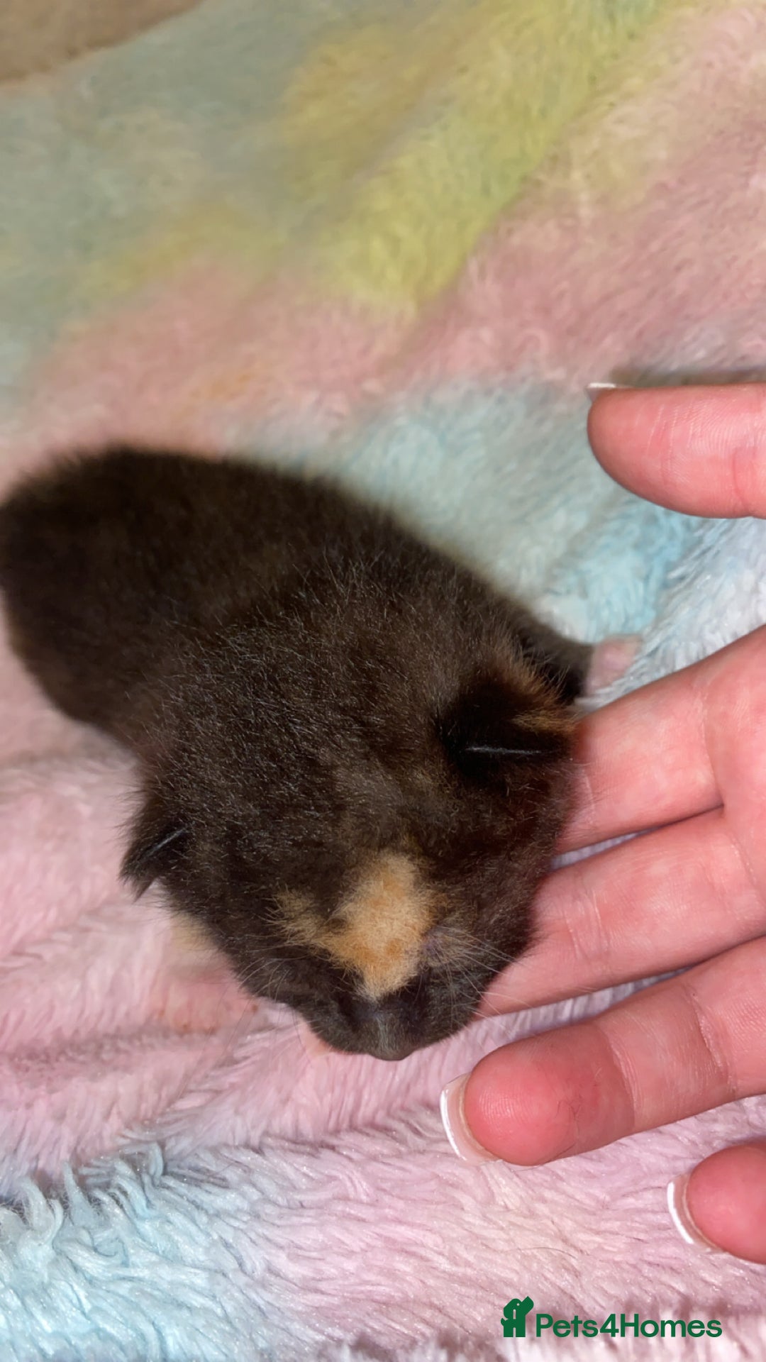 Mixed Breed cats for sale: Beautiful unique litter of 5 🩵💜🩵💜🩵 - Image 2