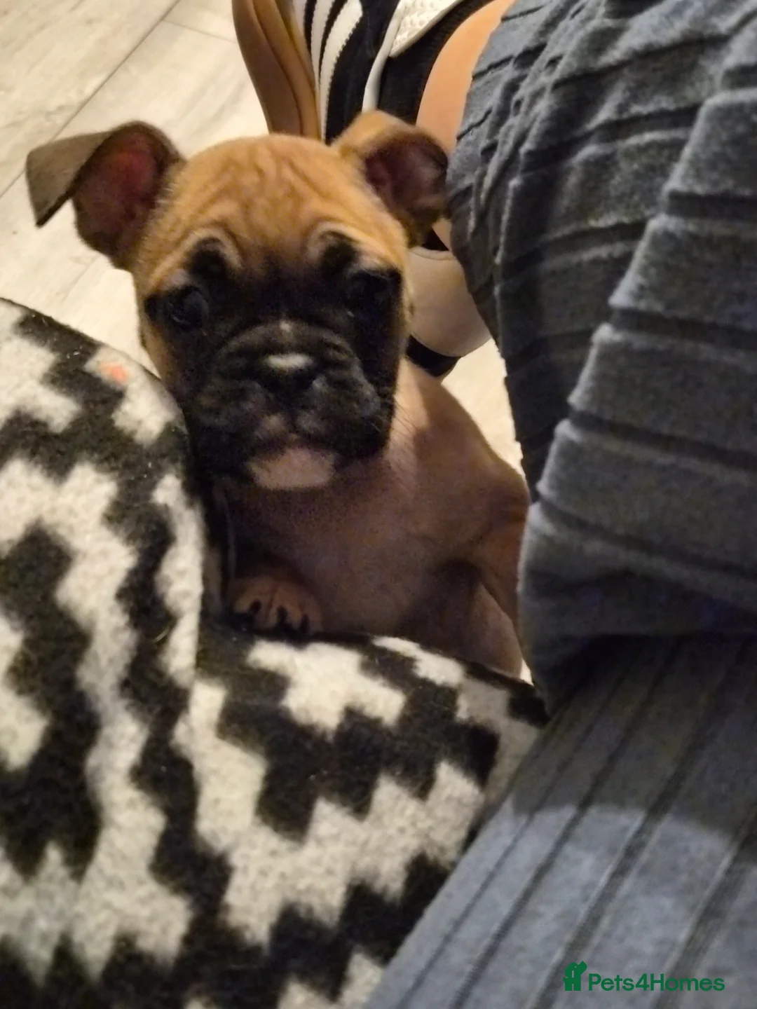 Mixed Breed dogs for sale: Gorgeous hybrid Bulldog Nala - Advert 7