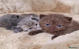 British Shorthair cats for stud: Chocolate carrier proven british shorthair stud - Image 7