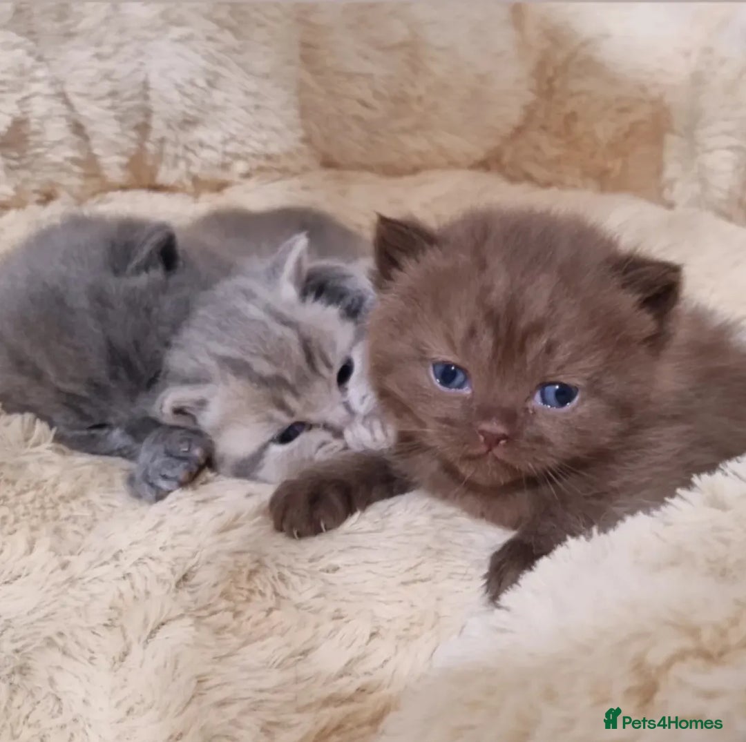 British Shorthair cats for stud: Chocolate carrier proven british shorthair stud - Image 7