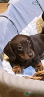 Miniature Dachshund dogs CHOCOLATE AND CREAM MINIATURE DACHSHUND PUPPY - Advert 7