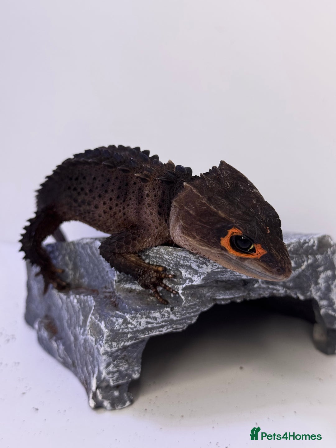 Skink reptiles for sale: Male & Female Pair Red Eye Crocodile Skinks  - Advert 2