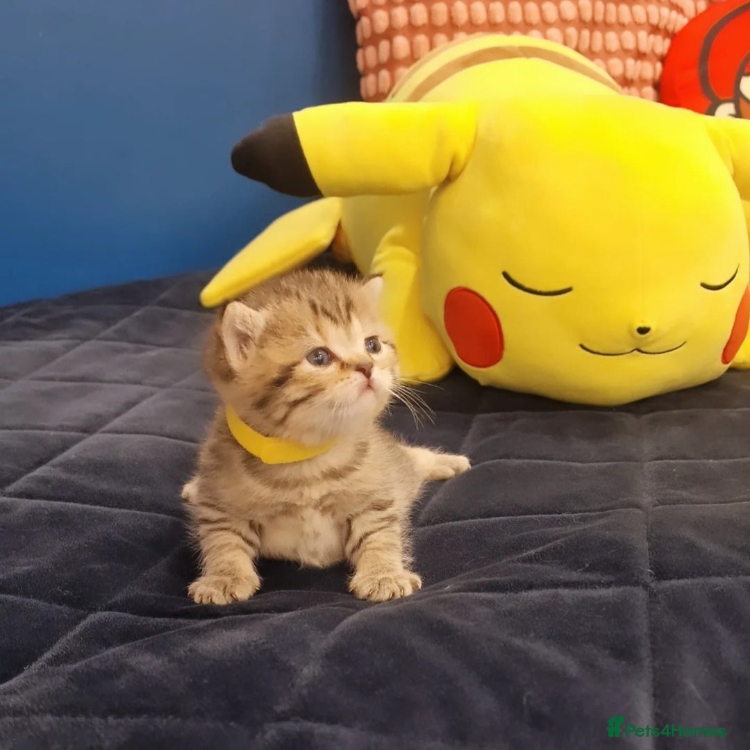 British Shorthair cats for sale: 🩵💙💜Amasing British Shorthair Kittens🧡💚💙 - Advert 6