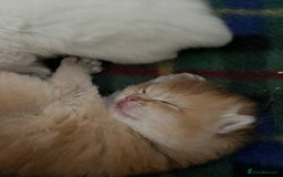 British Shorthair cats for sale: Gorgeous GCCF Ny12 + white kittens  - Image 13