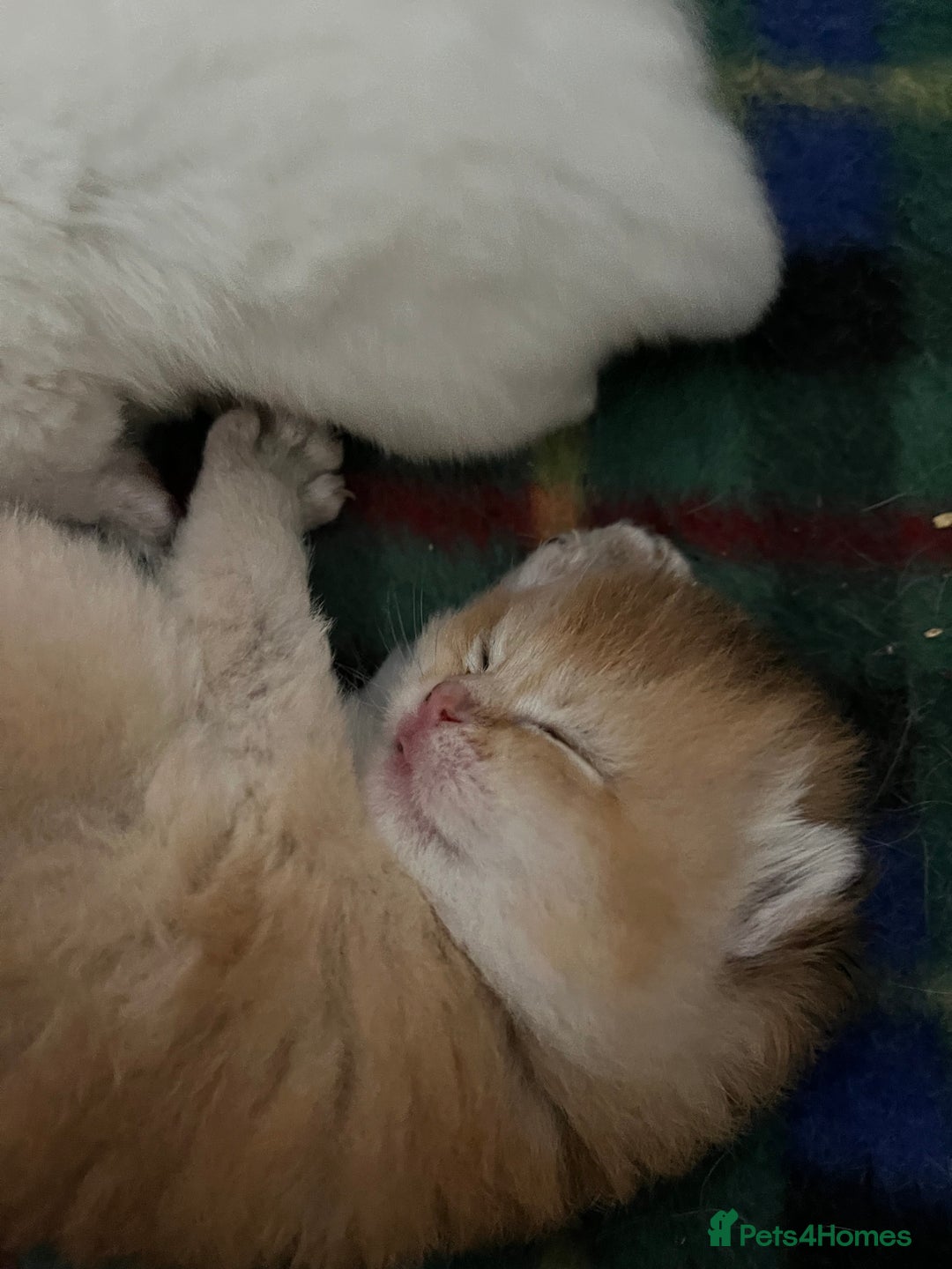 British Shorthair cats for sale: Gorgeous GCCF Ny12 + white kittens  - Image 13