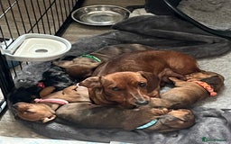 Miniature Dachshund dogs for sale: 2x miniature dachshunds - Image 2