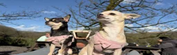 Chihuahua dogs for sale: Meet Beau - Advert 6