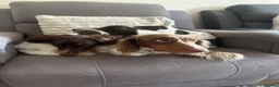 Dachshund dogs for sale: Dacshund 1.5Years old Male - Advert 20