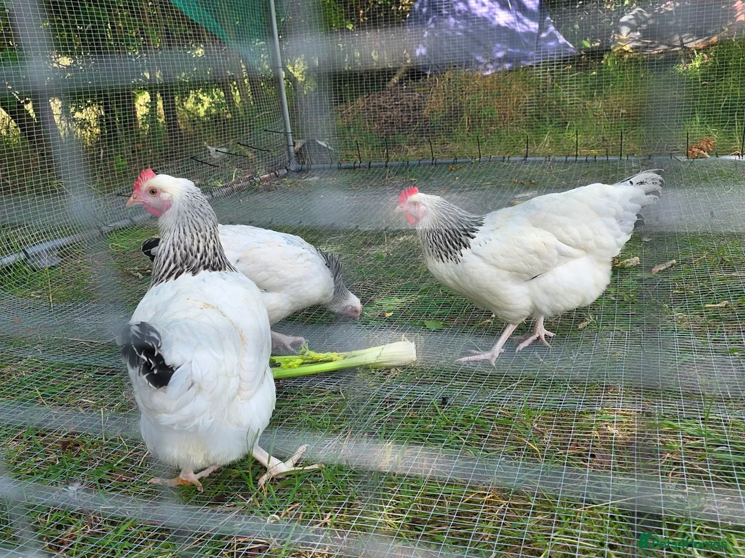 Hens poultry for sale: Sussex-frizzle quad 3 hens&cockerel - Advert 9