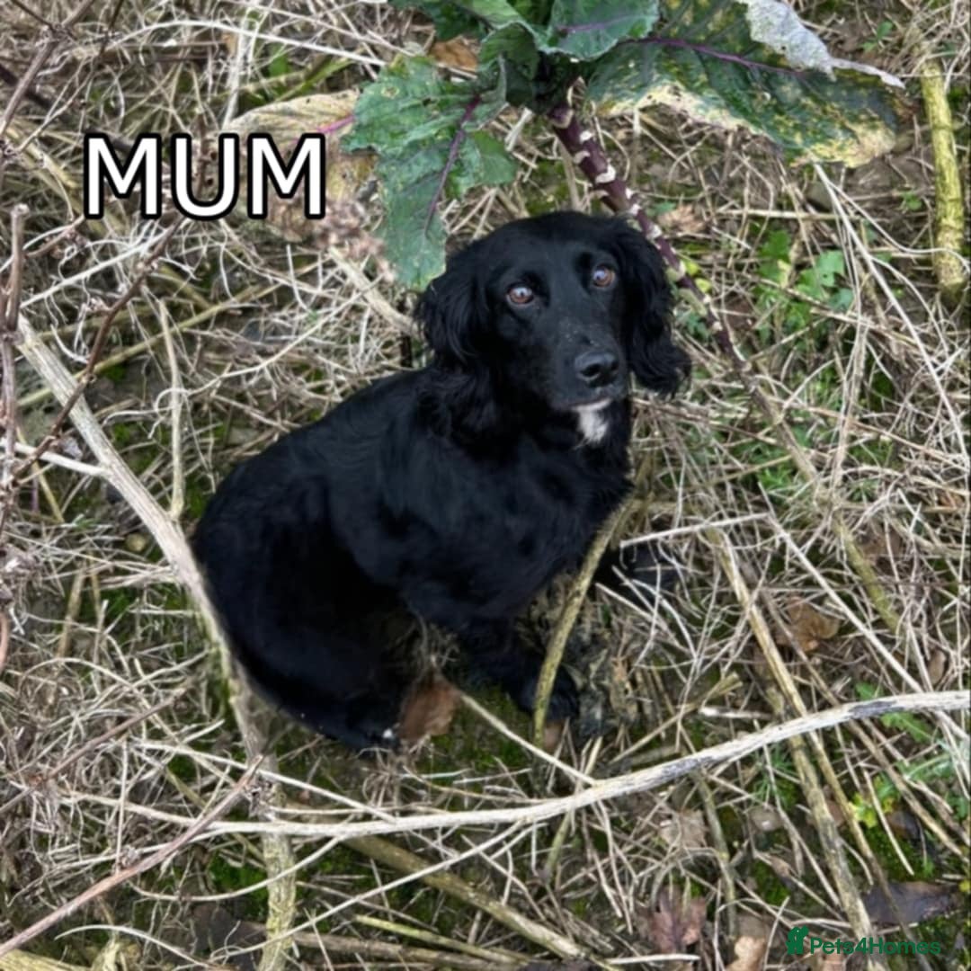 Cocker Spaniel dogs for sale: Well bred cocker spaniel  - Advert 7